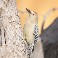 Gila Woodpecker